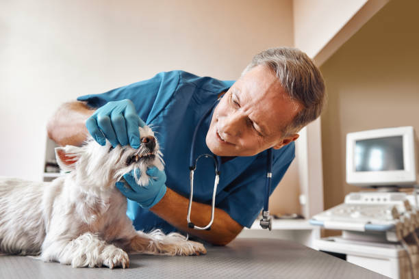 Best Emergency Tooth Extraction in St Elmo, IL